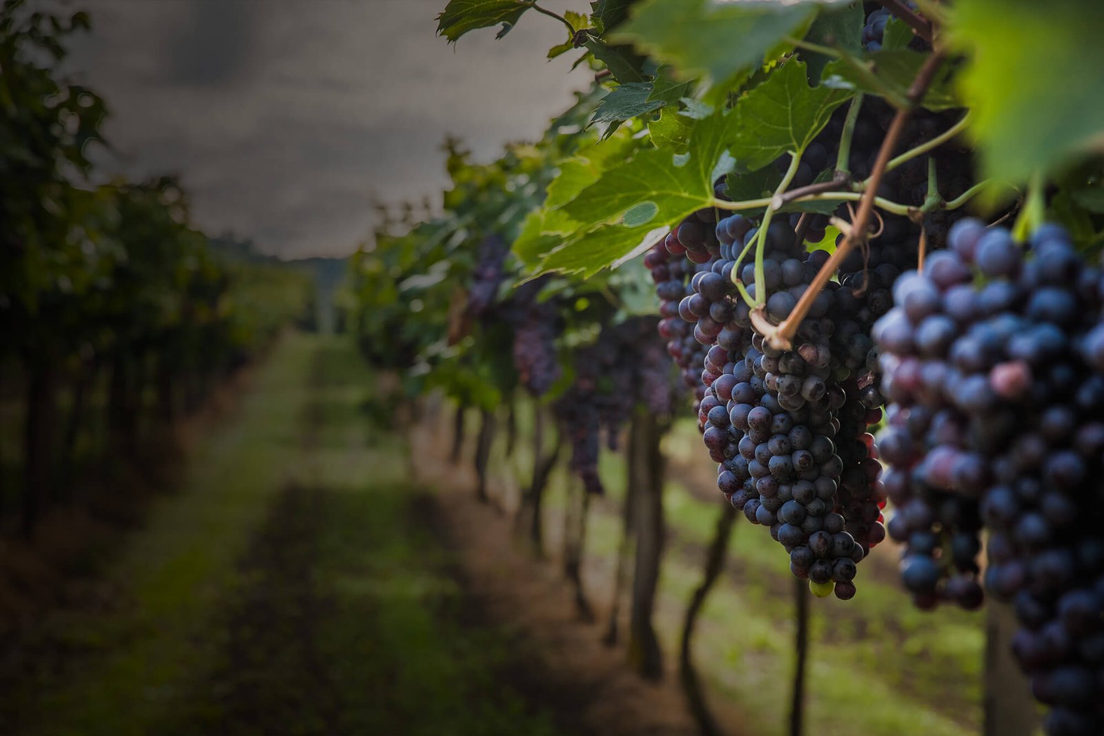 Grapes in a vineyard